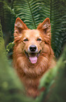 male Harz Fox