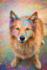 Harz Fox