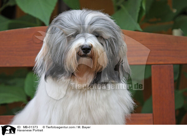 Havanese Portrait / MB-01373