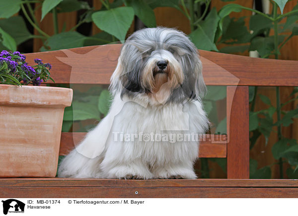 Havaneser / Havanese / MB-01374