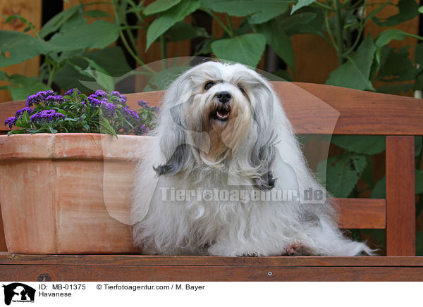 Havaneser / Havanese / MB-01375