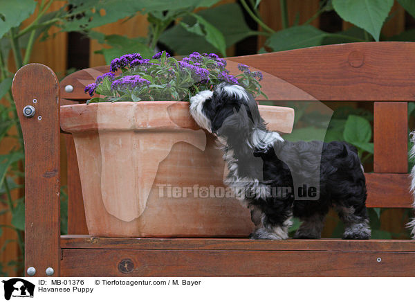 Havanese Puppy / MB-01376