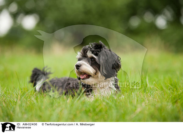 Havanese / AM-02406