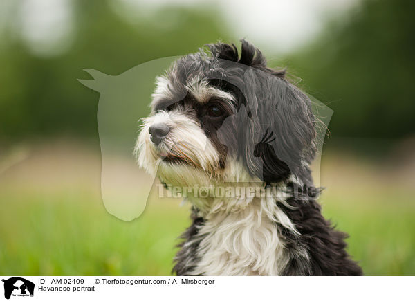 Havanese portrait / AM-02409