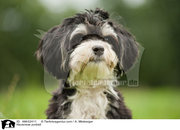 Havanese portrait / AM-02411