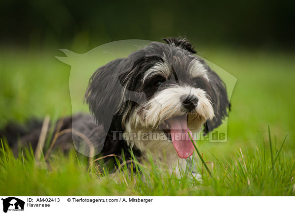 Havanese / AM-02413