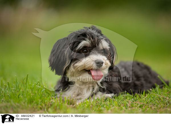Havanese / AM-02421