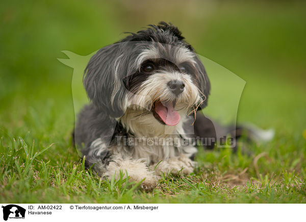 Havanese / AM-02422