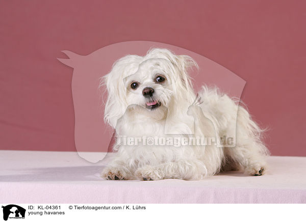 young havanes / KL-04361