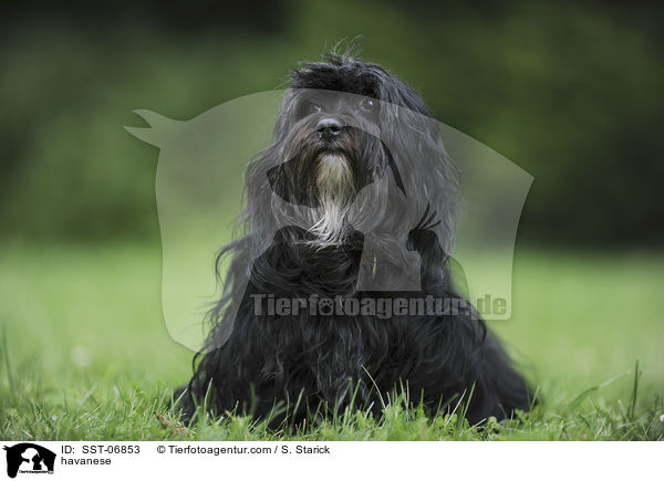 havanese / SST-06853