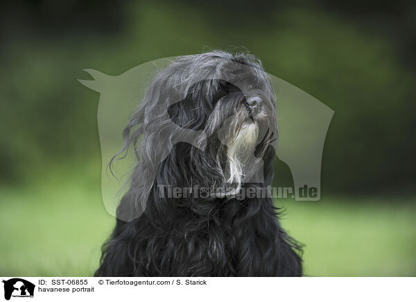 havanese portrait / SST-06855