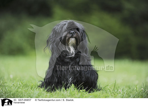 havanese / SST-06857