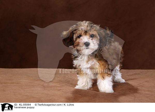havanese puppy / KL-05064
