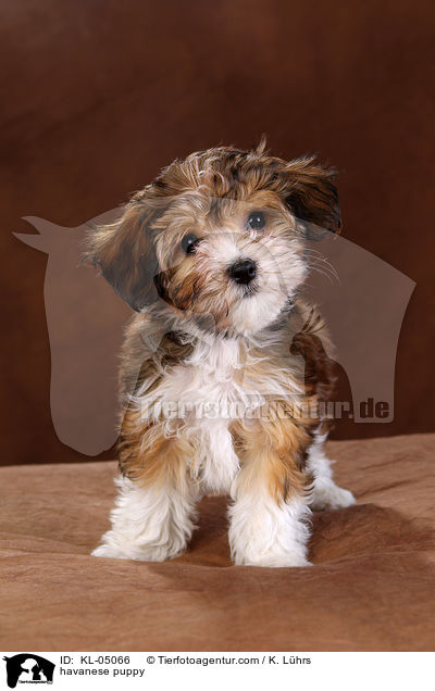 havanese puppy / KL-05066