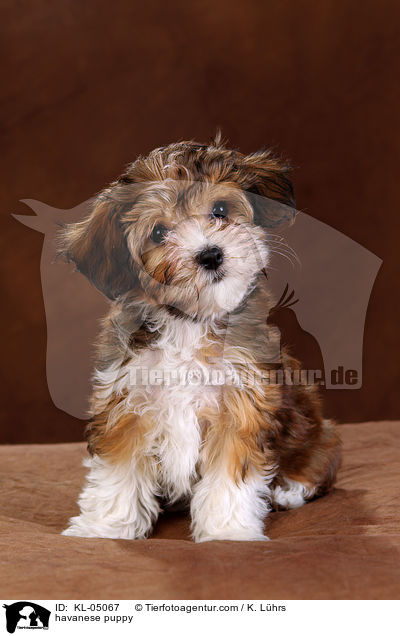 havanese puppy / KL-05067