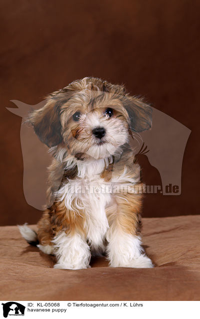 havanese puppy / KL-05068