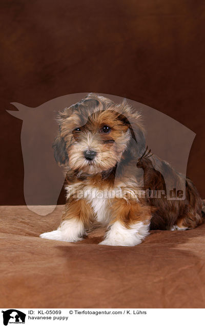 havanese puppy / KL-05069
