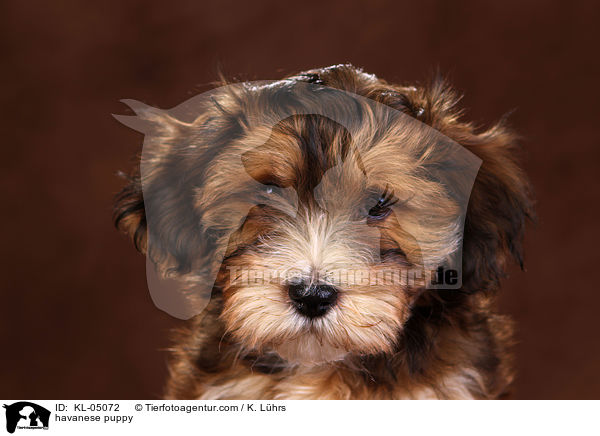 havanese puppy / KL-05072