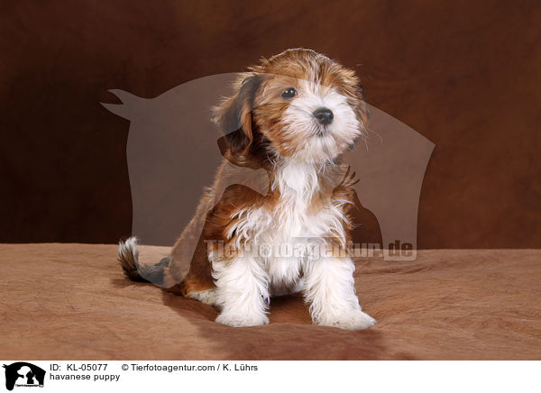 havanese puppy / KL-05077