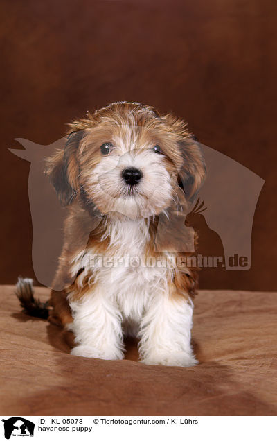 havanese puppy / KL-05078