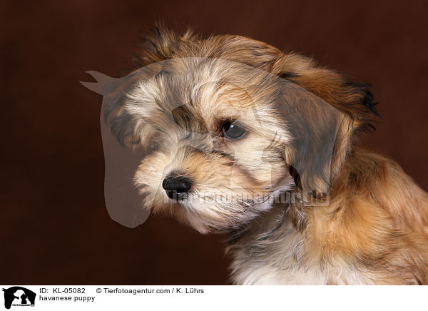 havanese puppy / KL-05082
