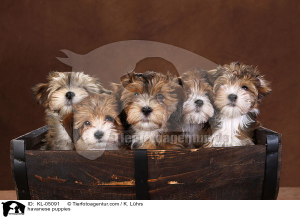 havanese puppies / KL-05091