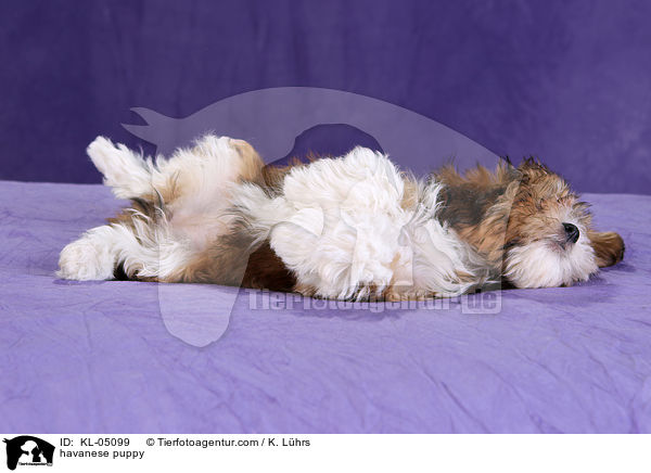 havanese puppy / KL-05099