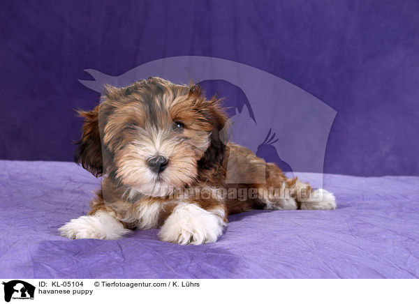 havanese puppy / KL-05104