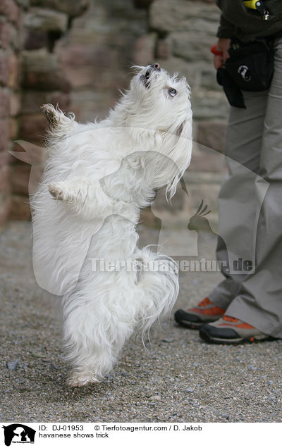 havanese shows trick / DJ-01953