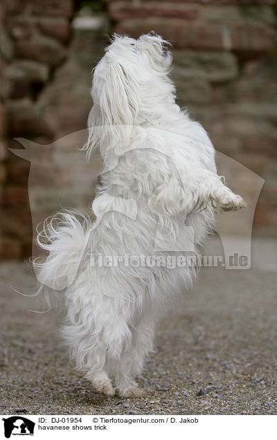 Havaneser macht Mnnchen / havanese shows trick / DJ-01954