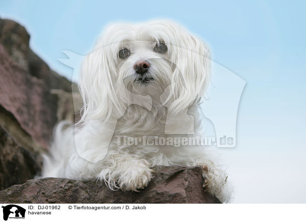 havanese / DJ-01962