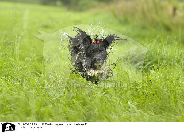 running havanese / AP-08999