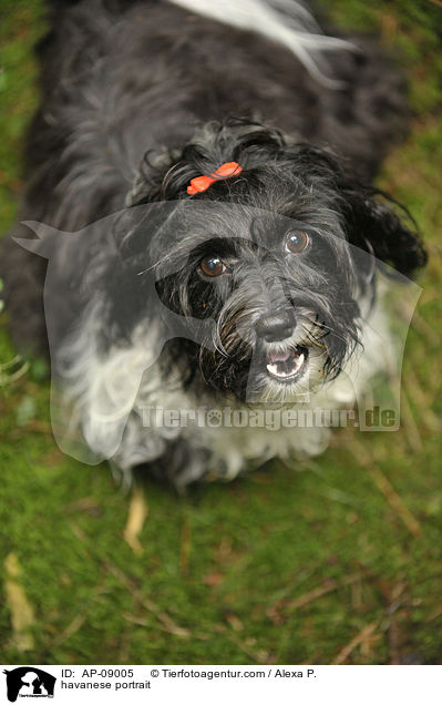 havanese portrait / AP-09005