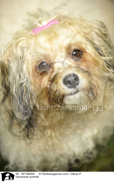 havanese portrait / AP-09009