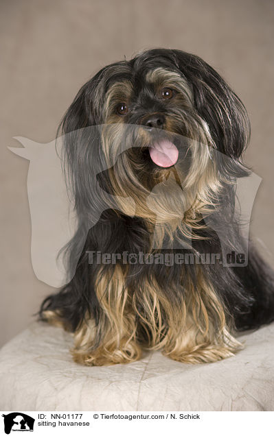 sitting havanese / NN-01177