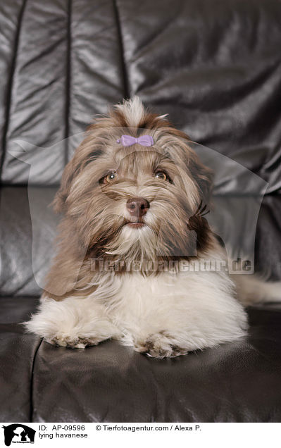 lying havanese / AP-09596