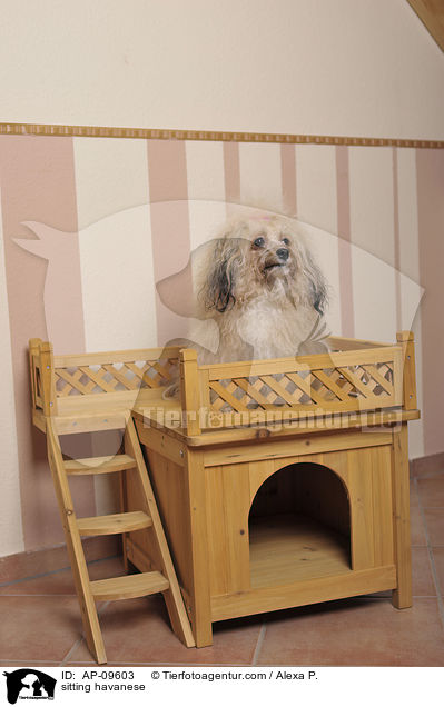 sitzender Havaneser / sitting havanese / AP-09603