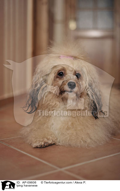 lying havanese / AP-09606