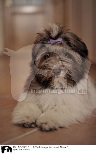 lying havanese / AP-09610