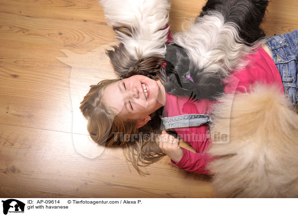 girl with havanese / AP-09614