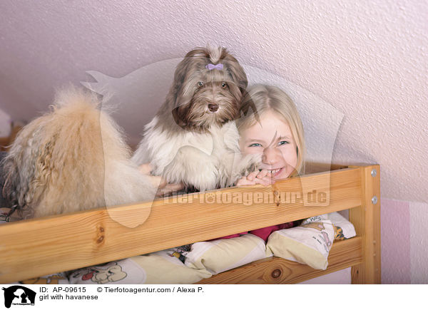 girl with havanese / AP-09615