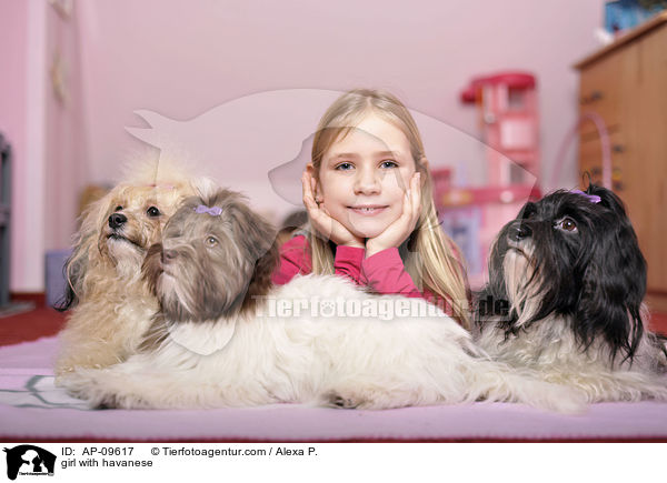 girl with havanese / AP-09617
