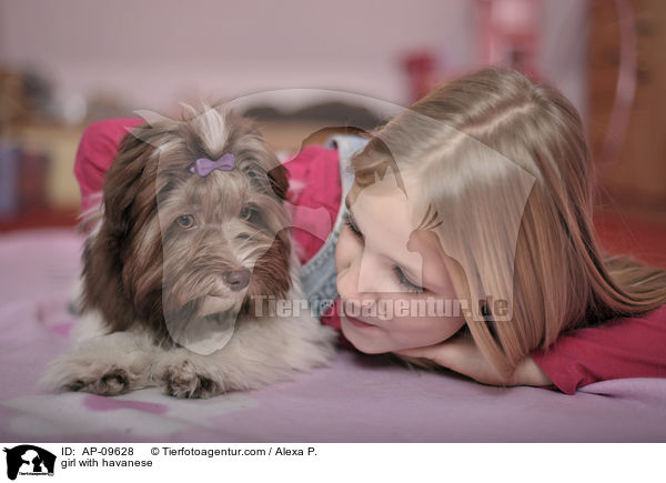 girl with havanese / AP-09628