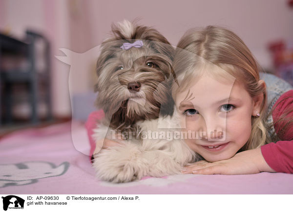 girl with havanese / AP-09630