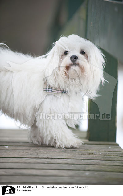 havanese / AP-09961