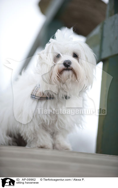 sitting havanese / AP-09962