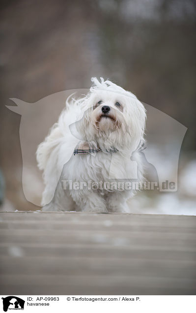 havanese / AP-09963