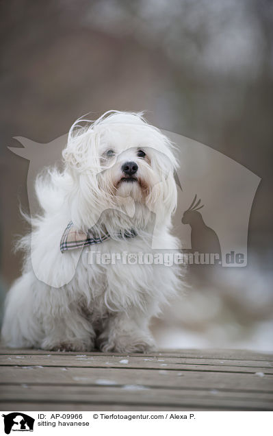 sitting havanese / AP-09966
