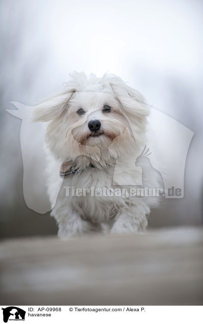 havanese / AP-09968