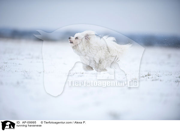 running havanese / AP-09995